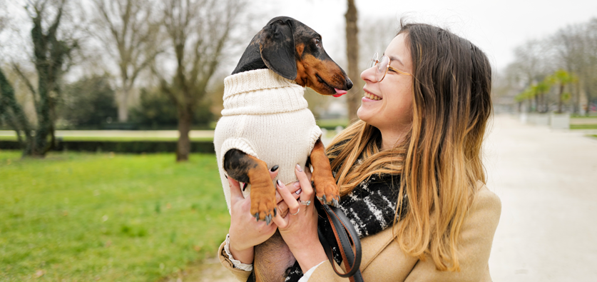 Pull pour chien