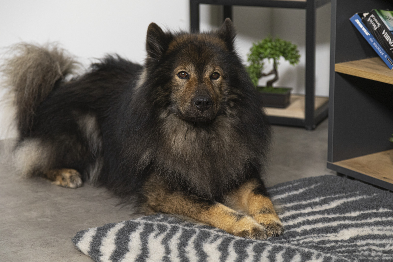 Tapis isolant - Chien Eurasier